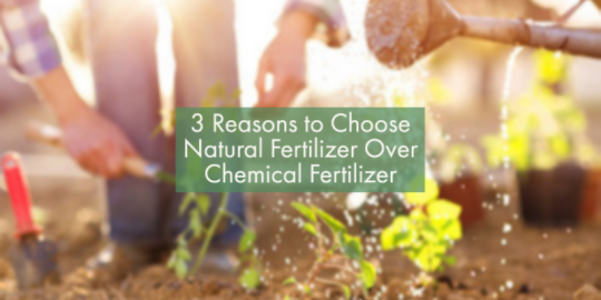 3 Reasons to Choose Natural Fertilizer Over Chemical Fertilizer