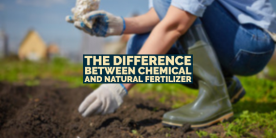 The Difference Between Chemical and Natural Fertilizer