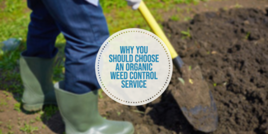 Why You Should Choose an Organic Weed Control Service