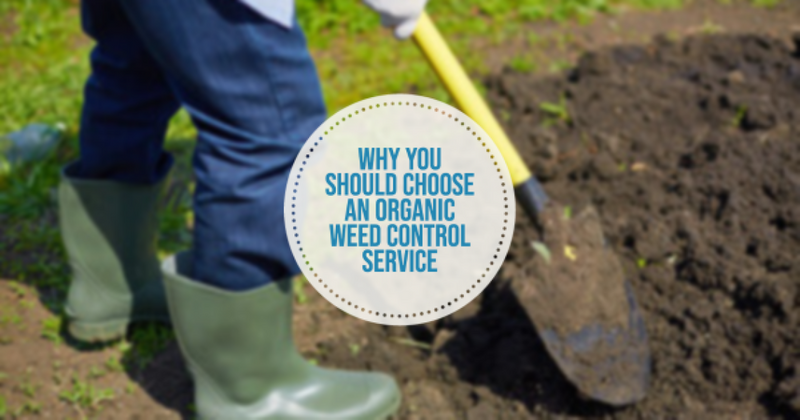 Why You Should Choose an Organic Weed Control Service