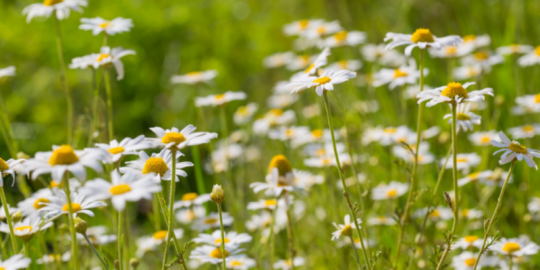 What Are the Benefits of Organic Weed Control?