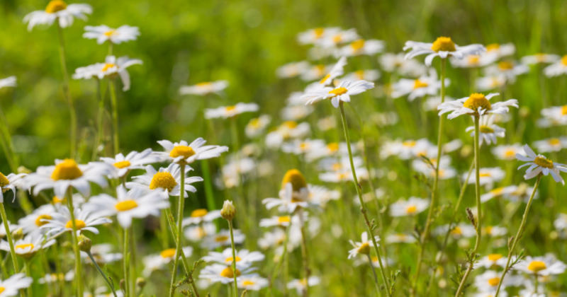 What Are the Benefits of Organic Weed Control?