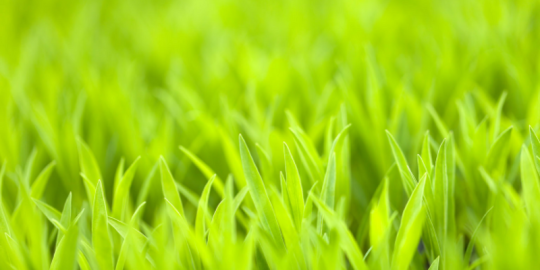 Knowledge Is Power: 3 Lawn Care Facts to Help You Take Care Of Your Lawn