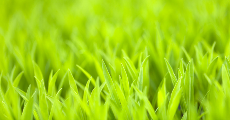 3 Important Questions to Ask Your Weed Control Service Provider