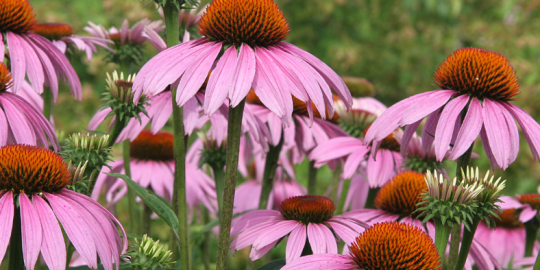 25 Plants to Attract Butterflies in DFW