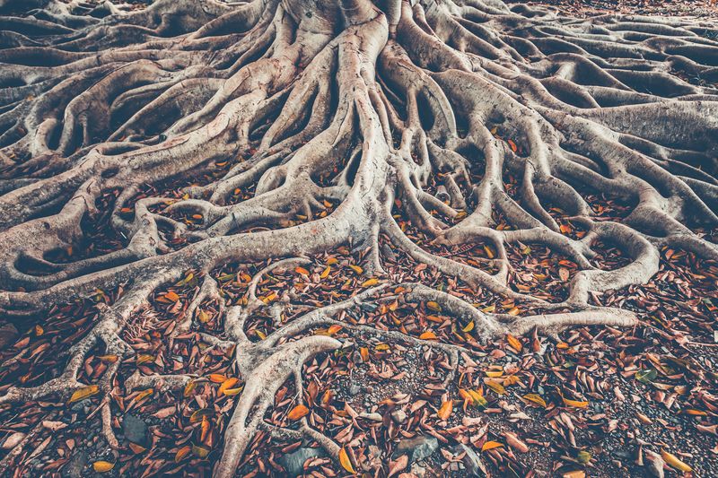 Preventative Tree Health Care