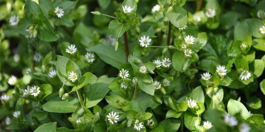 Prevent DFW Lawn Weeds in September