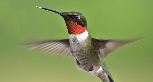 Neighborhood Wildlife Gardens