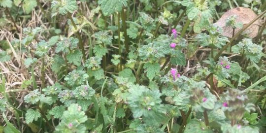 Winter Weed Series: Henbit