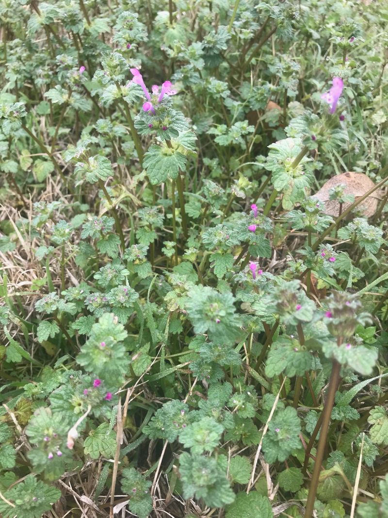 Winter Weed Series: Henbit