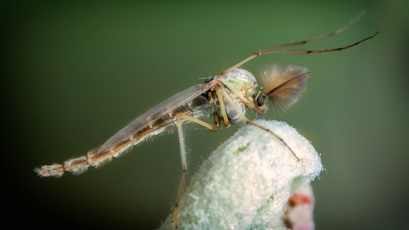 Mosquito Control….Without the Chemicals