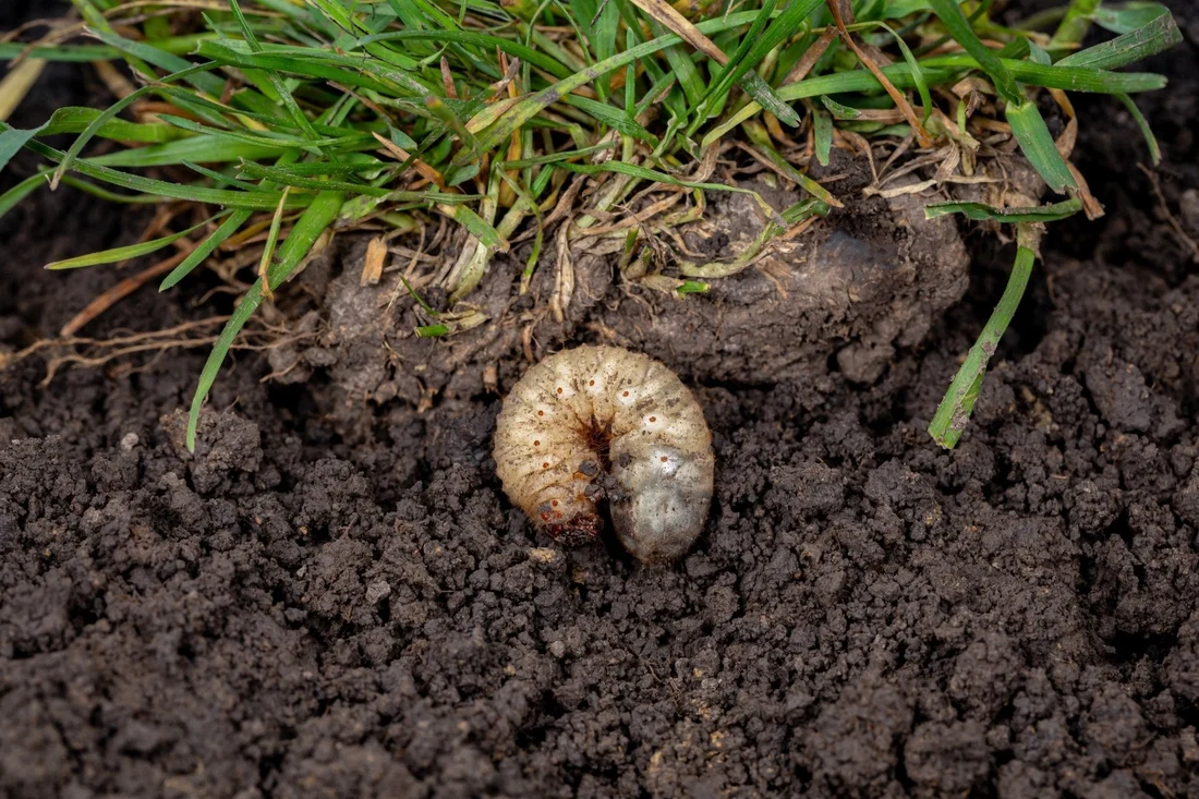 A grub worm in the soil at the edge of a lawn