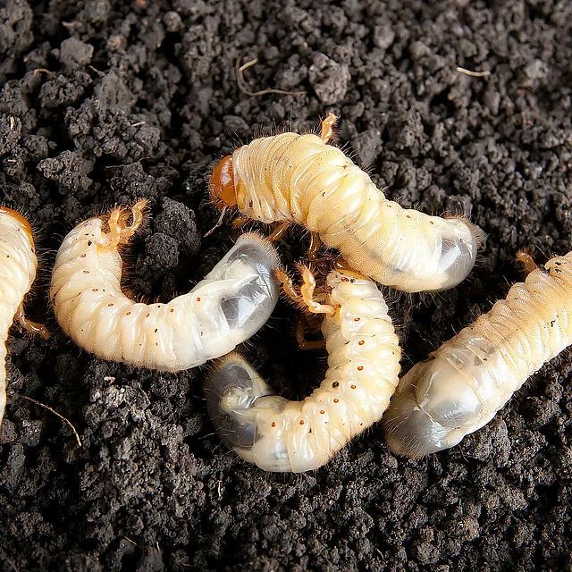 Three grub worms curled in dark soil