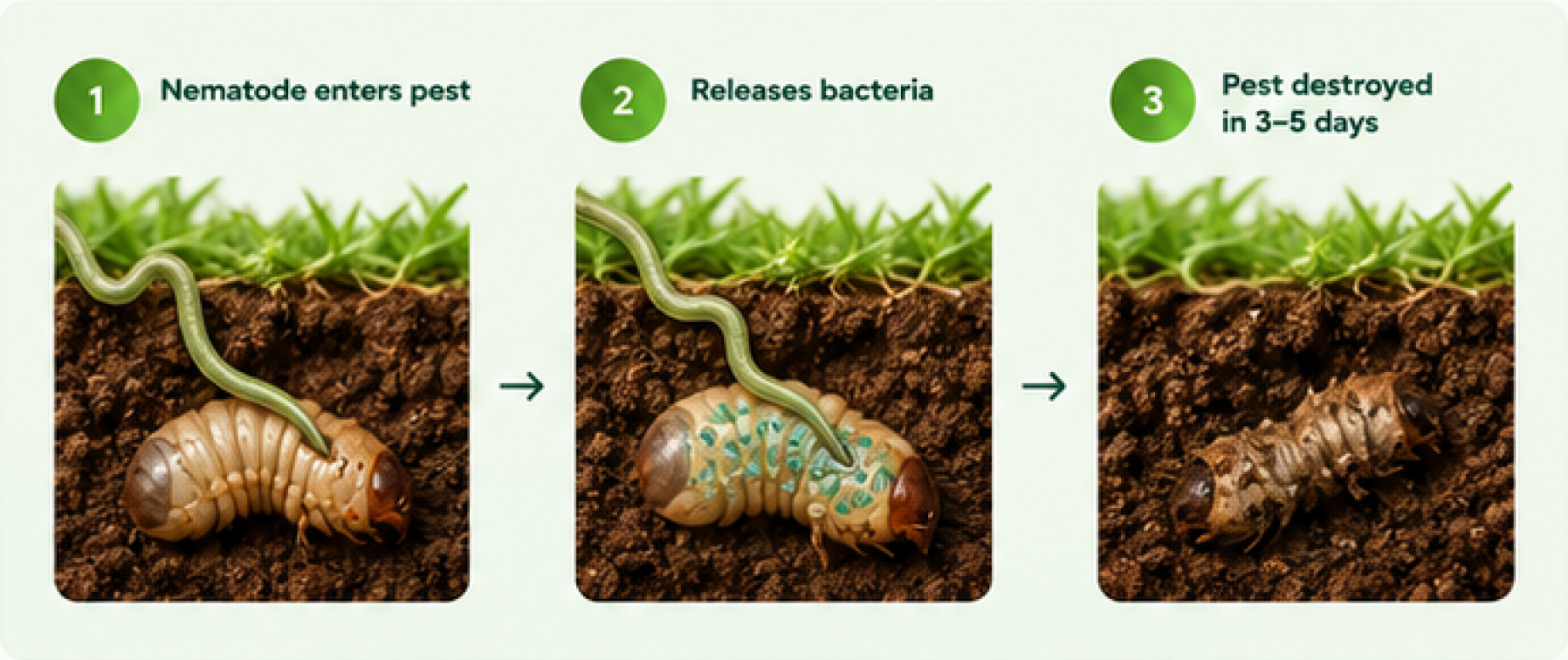 Three steps: a nematode enters a pest, releases bacteria, and the pest is destroyed in three to five days