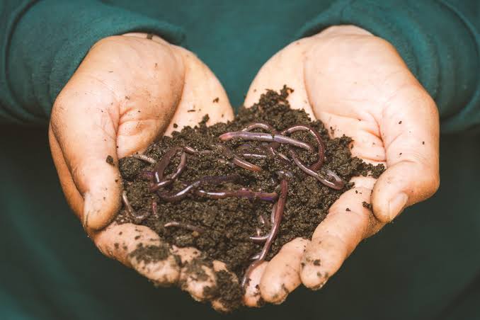 Cupped hands holding dark soil full of earthworms