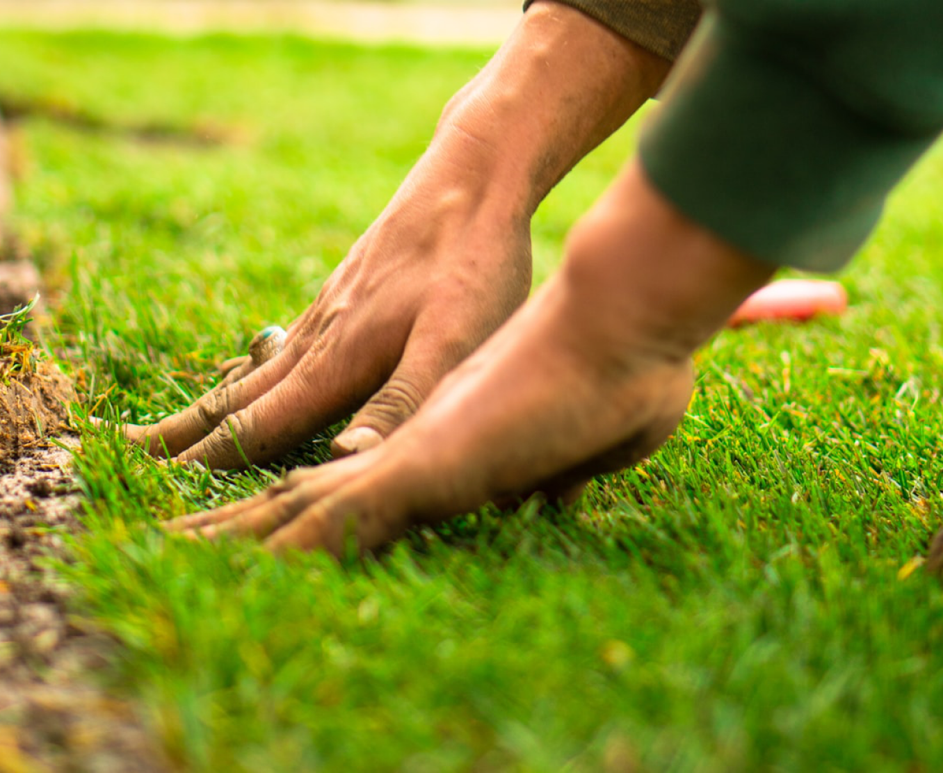 A pair of hands in a green sleeve parting the blades of a lawn to reach the soil beneath