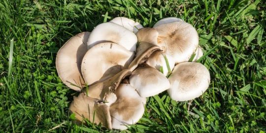 How To Kill Lawn Fungus: Identify & Treat It
