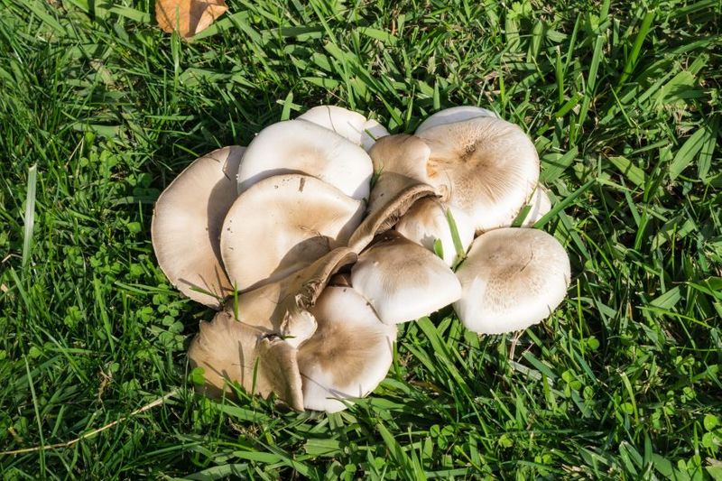 How To Kill Lawn Fungus: Identify & Treat It