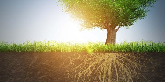 Why Build School Gardens?