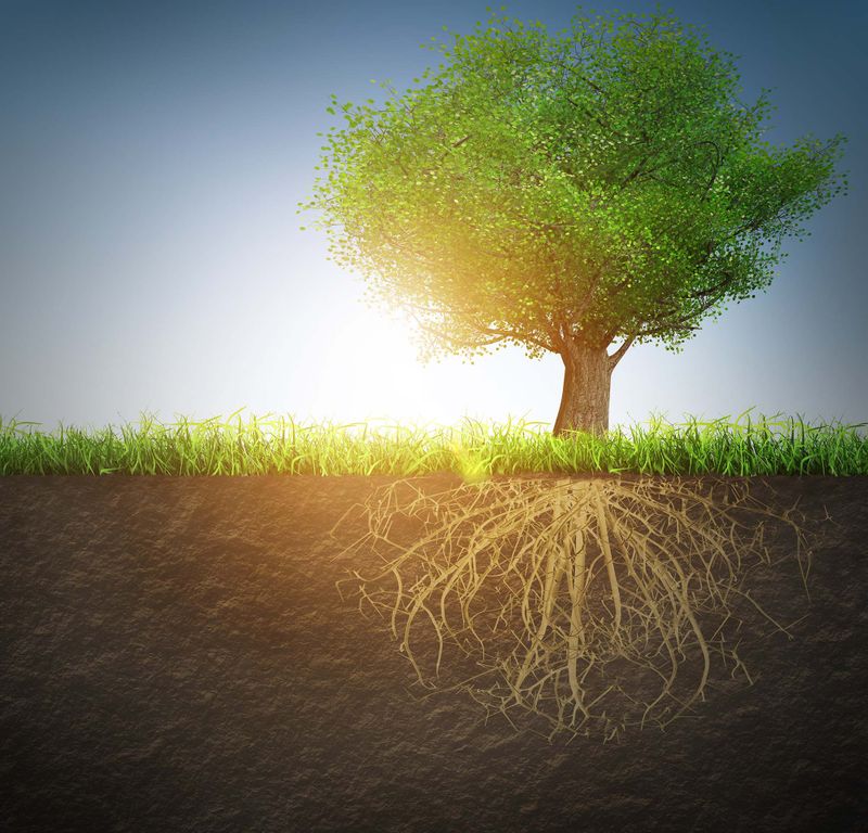 Why Build School Gardens?