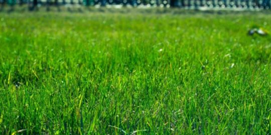 Five Key Reasons to Use Natural Lawn Care