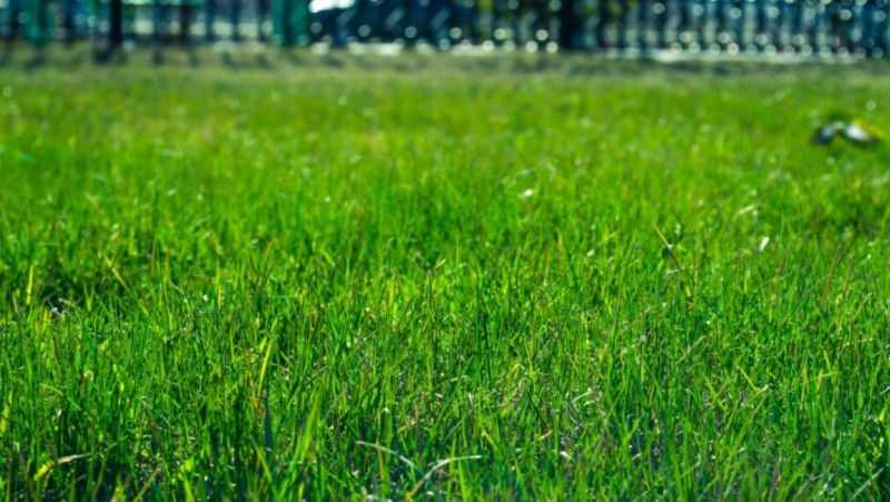 Five Key Reasons to Use Natural Lawn Care