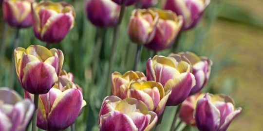 3 Advantages of Making the Switch to Natural Lawn Fertilizers