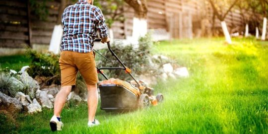 How Often Should You Mow Your Lawn? (Tips From Lawn Experts)