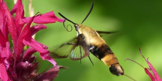 The Earth Day Schoolyard BioBlitz