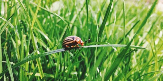 How To Get Rid Of Lawn Mites – From Lawn Care Experts
