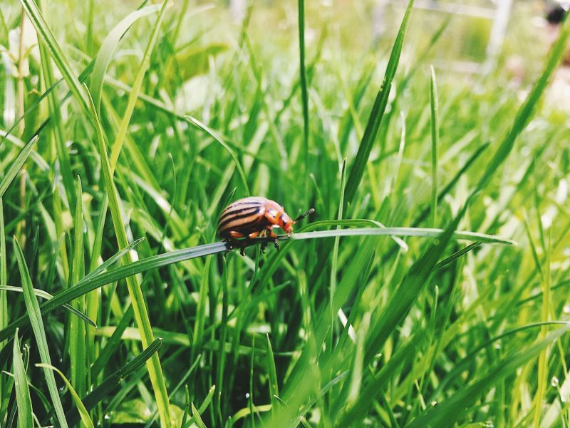 How To Get Rid Of Lawn Mites – From Lawn Care Experts
