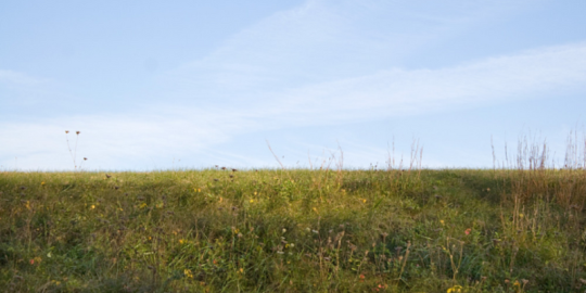Why Is Your Lawn Turning Brown?