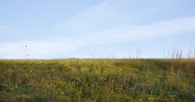 Why Is Your Lawn Turning Brown?