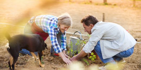 How to Get the Best Return On Your Lawn