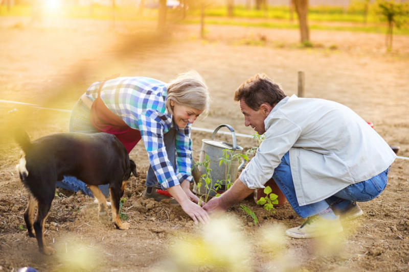 How to Get the Best Return On Your Lawn