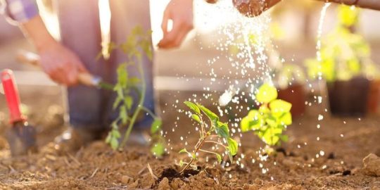 5 Best Practices for Natural Lawn Care