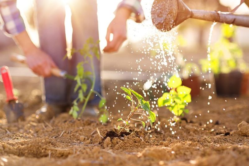 5 Best Practices for Natural Lawn Care