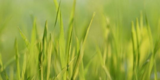 5 Reasons To Invest More Time Into Your Lawn & Outdoor Space