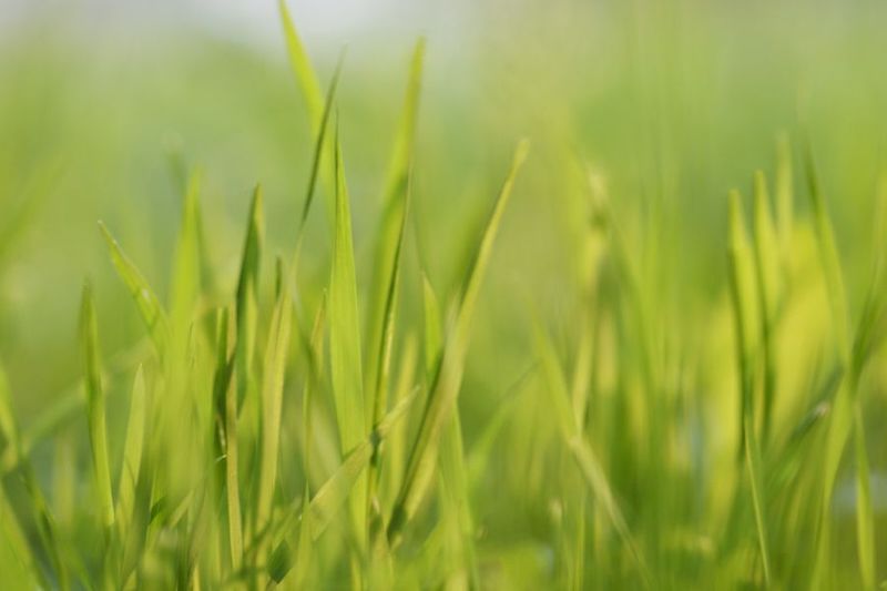 5 Reasons To Invest More Time Into Your Lawn & Outdoor Space