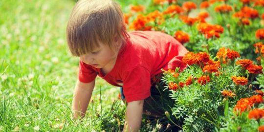 Questions You Should Ask Your Organic Lawn Service Provider