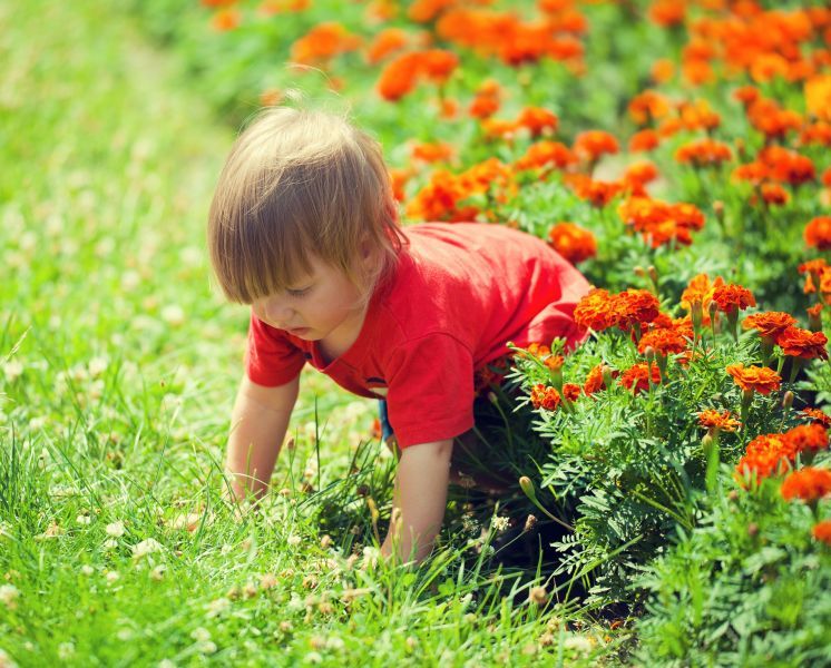 Organic Lawn Service Company Insight on Nurturing a Lawn Organically