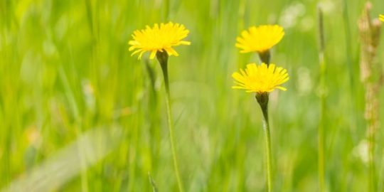 How to Love Your Lawn: Three Care Taking Tips
