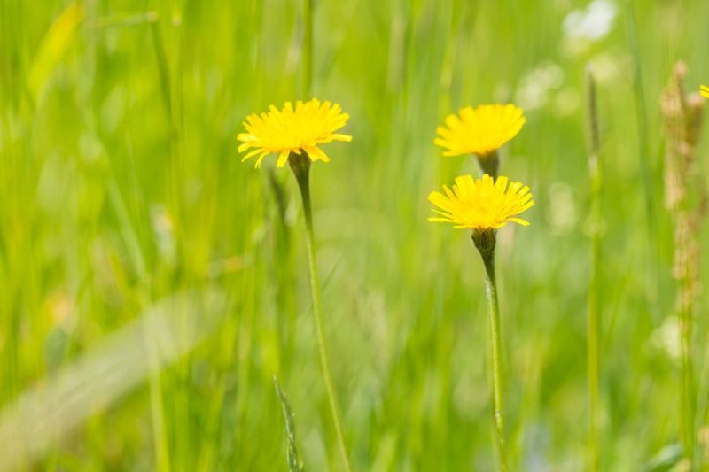 Looking To Take Control Of Your Lawn’s Weeds On Your Own?
