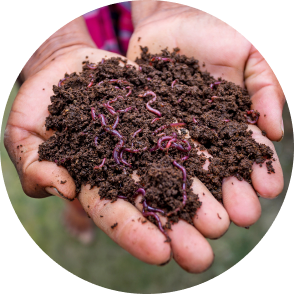 More Earthworms