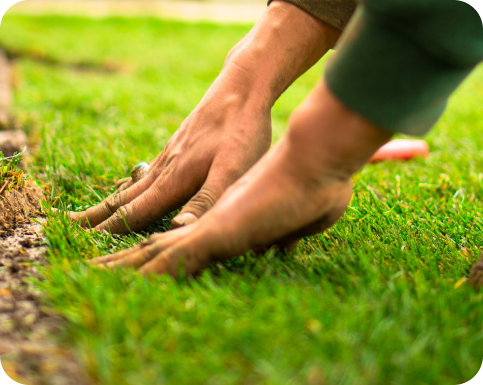 Two hands parting thick green turf to show the soil underneath