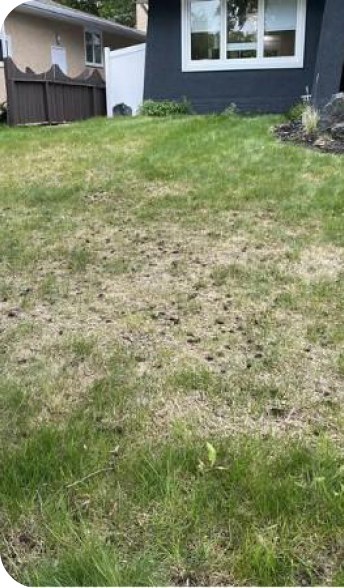 A sloping front lawn worn back to bare soil in front of a dark blue house