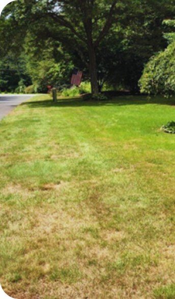 A front lawn broken up by large dry brown patches under a mature tree