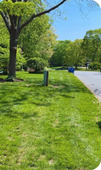 A green front lawn running down to the street under a mature tree