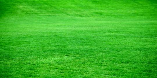 7 Benefits of Using Organic Fertilizers for Your Lawn