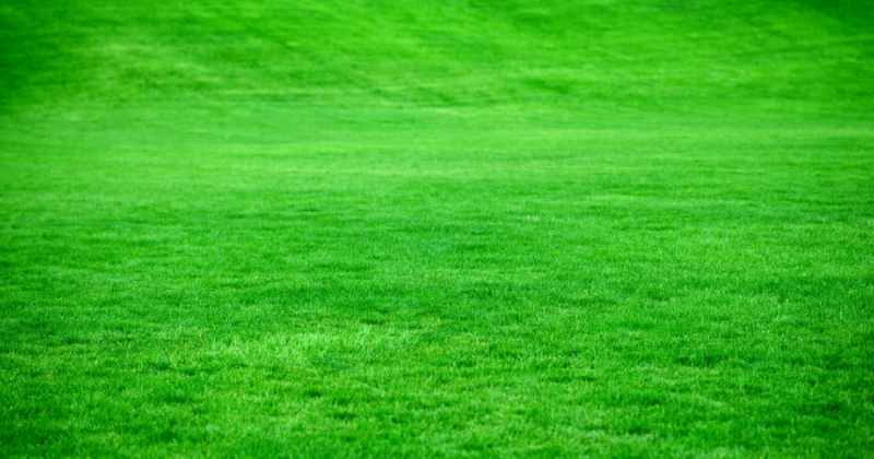 7 Benefits of Using Organic Fertilizers for Your Lawn
